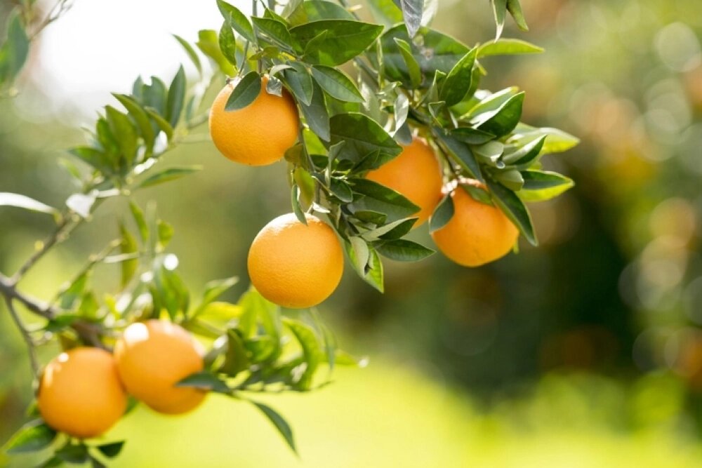    Для юной незамужней дамы появление апельсина в ночных грезах — благоприятный знак, простирающийся на все сферы жизни. Фото: istockphoto.com