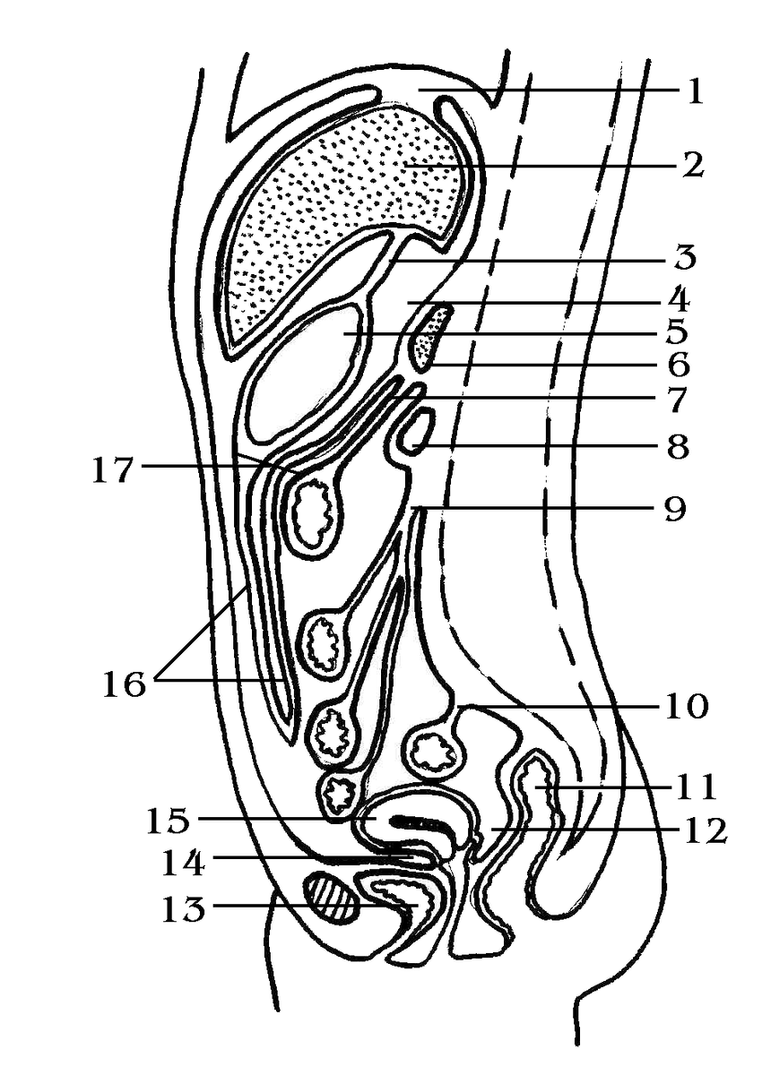 Ход брюшины
