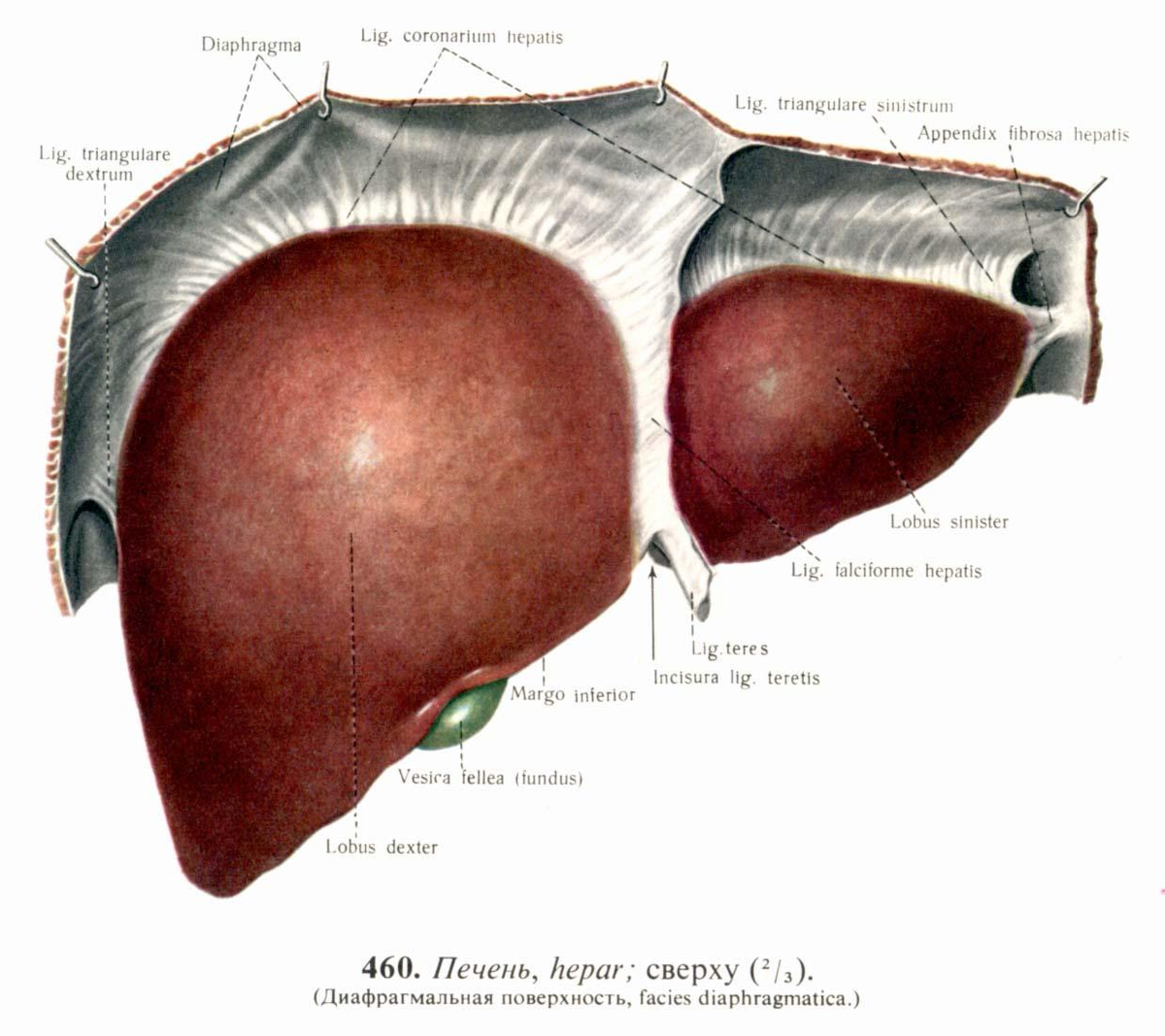 Связки печени