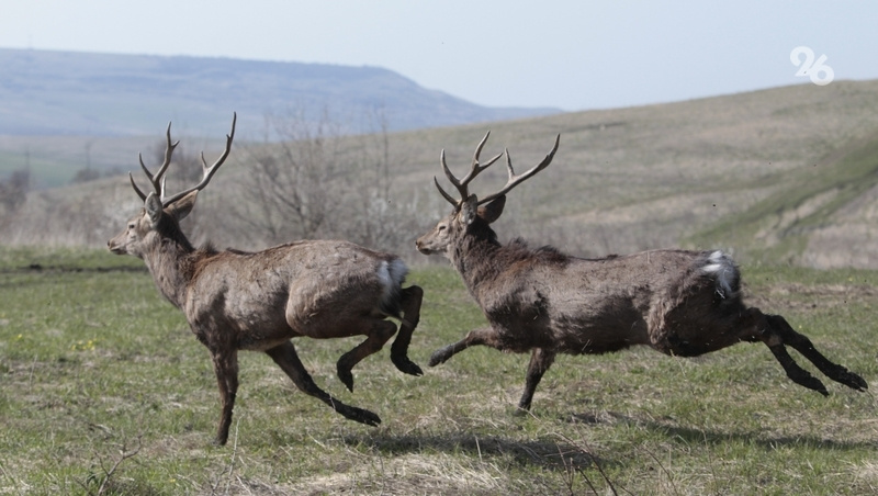      Фото: ИА «Победа26»