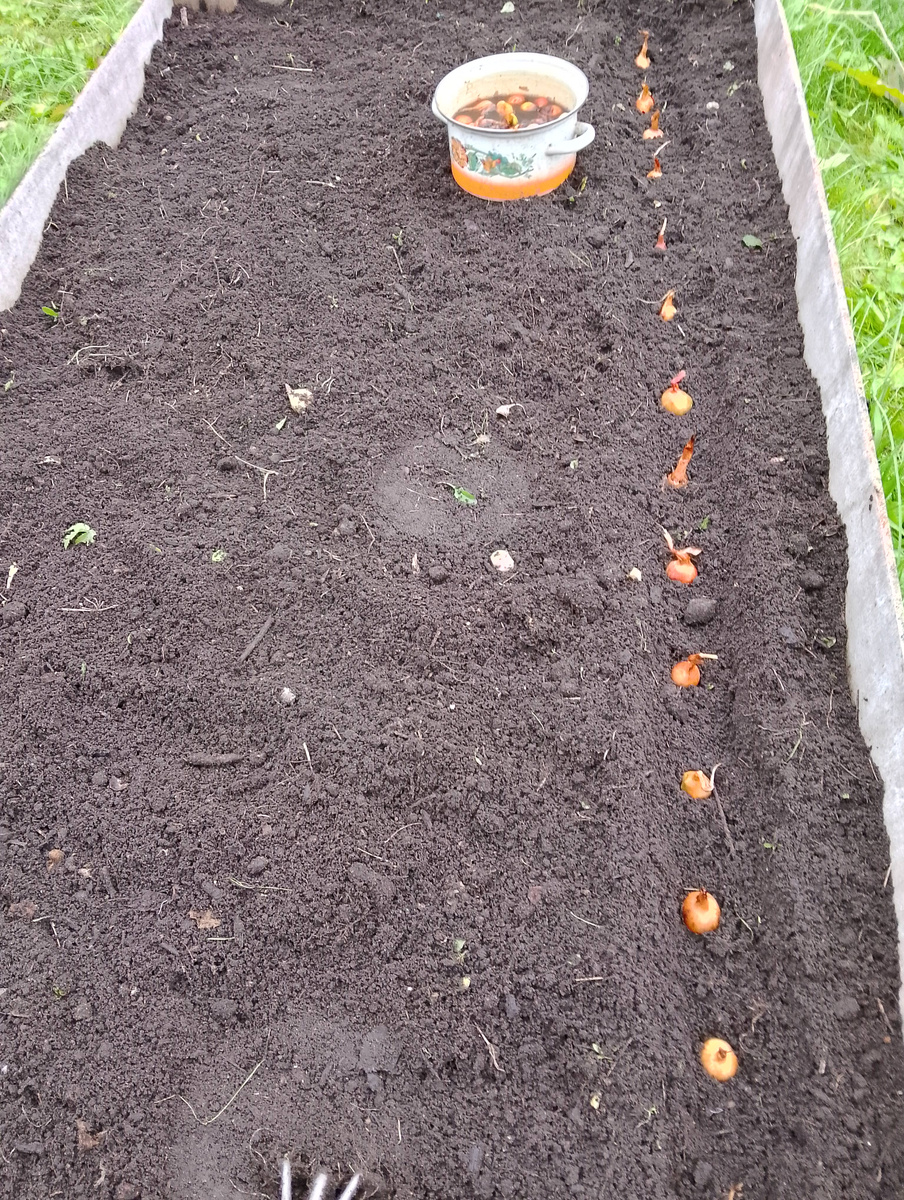 Лук севок семейка