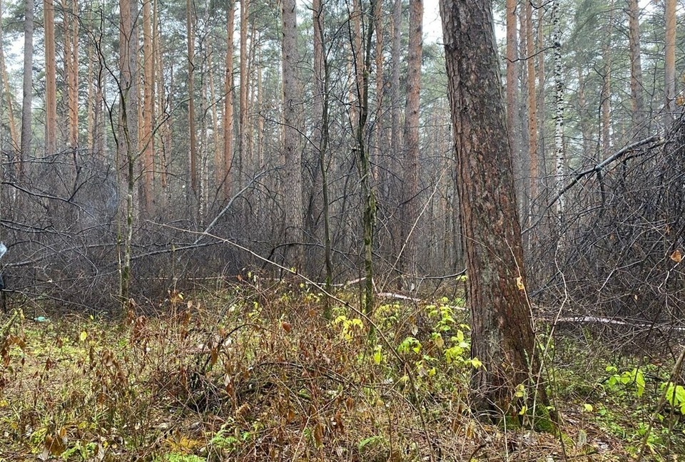    В Юго-Западном лесопарке нашли труп. Фото: СУ СКР по Свердловской области