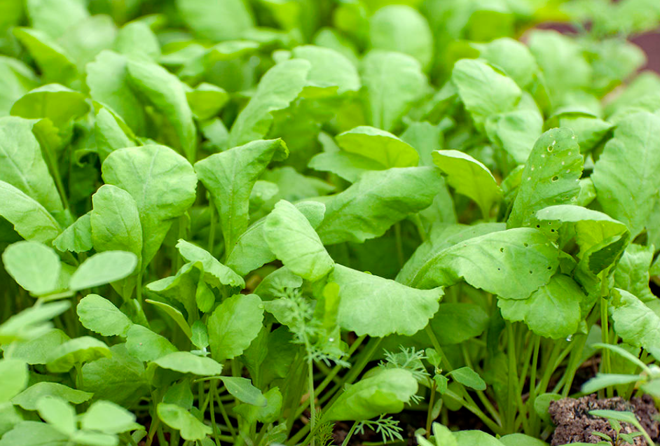 Фото с сайта: https://7dach.ru/Zemleroyka/kress-salat-vitaminchik-harakteristika-urozhaya-zeleni-179173.html