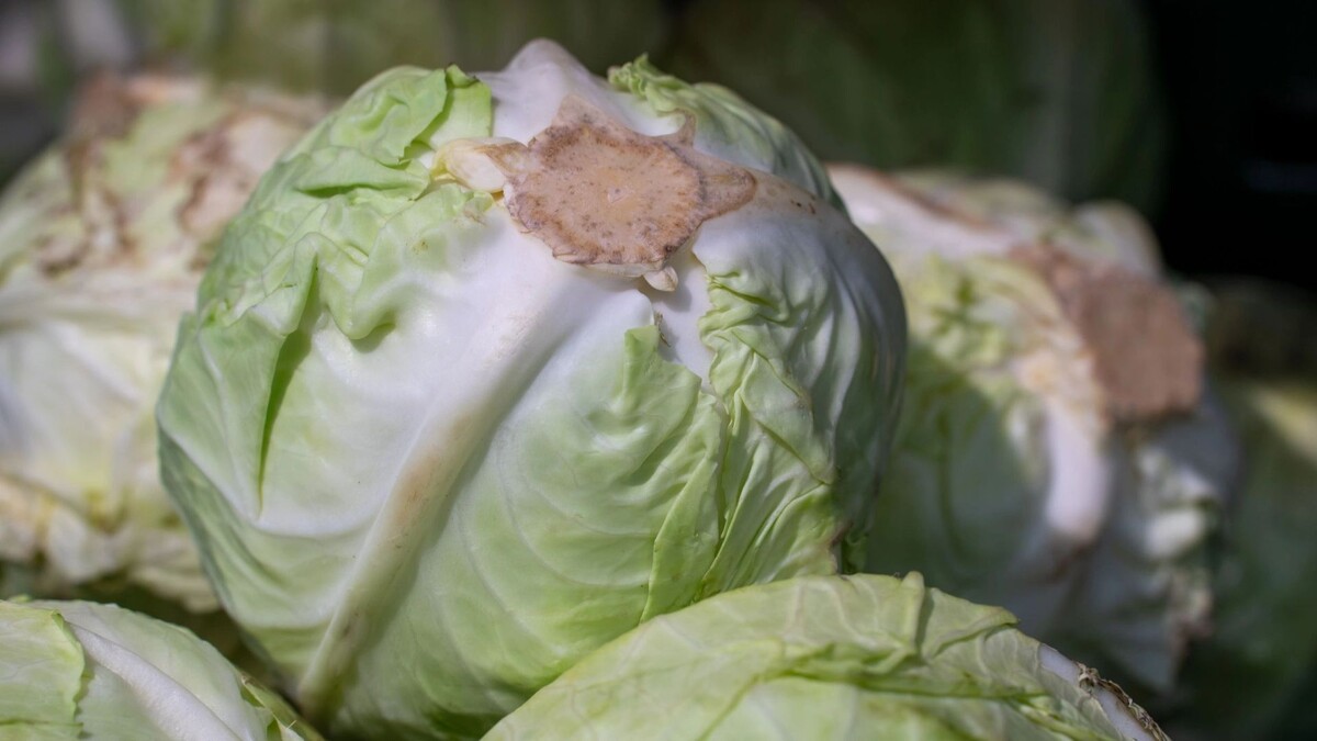    Фото: Сергей Зубков / «Ямал-Медиа»