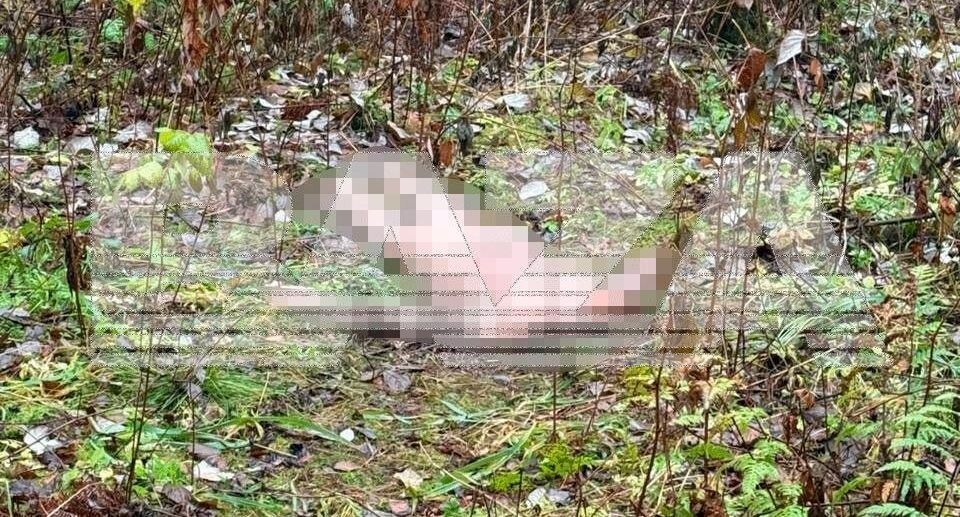    Telegram-канал "Baza"