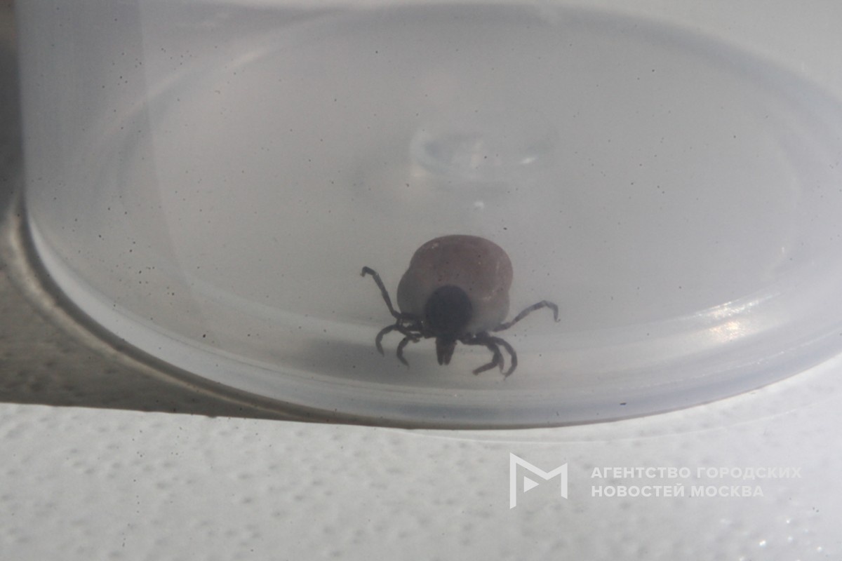 Фотограф: Сергей Ведяшкин