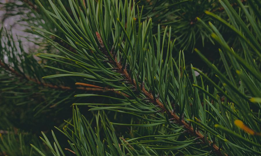 Хвойный ковер для грядок: когда иголки становятся лучшим другом садовода