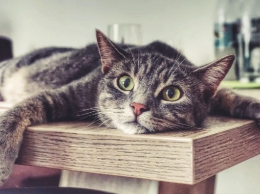 Что значит, если кошка после ухода посторонних забралась на стол и другие приметы про питомца и гостей