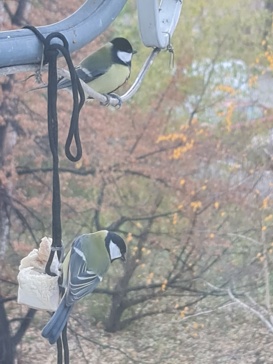 Фото автора 30.10.25.