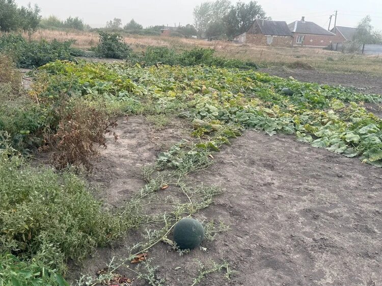 Пара случайно заехала на чужую ферму. Фото: ольга Гопало