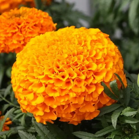 Бархатцы Тайшан