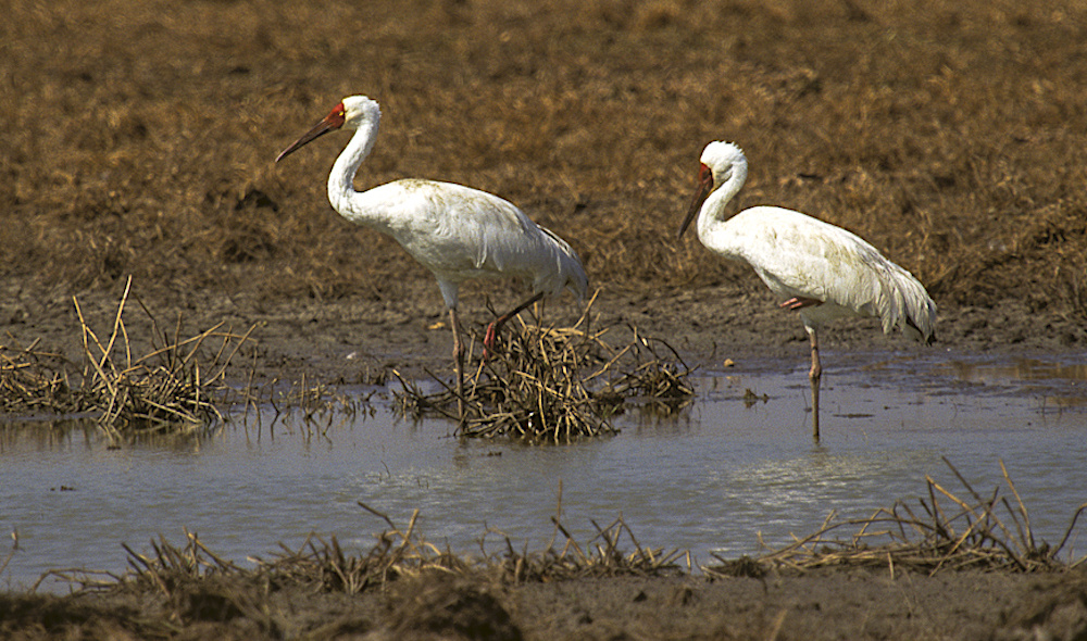 Стерхи. Автор фото: Francesco Veronesi (Italy) / ru.wikipedia.org