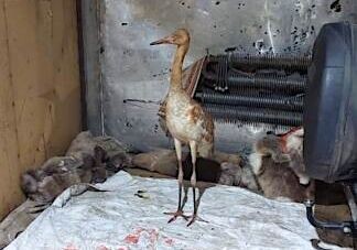 Птенец стерха Удьуор. Источник фото: заря-яны.рф