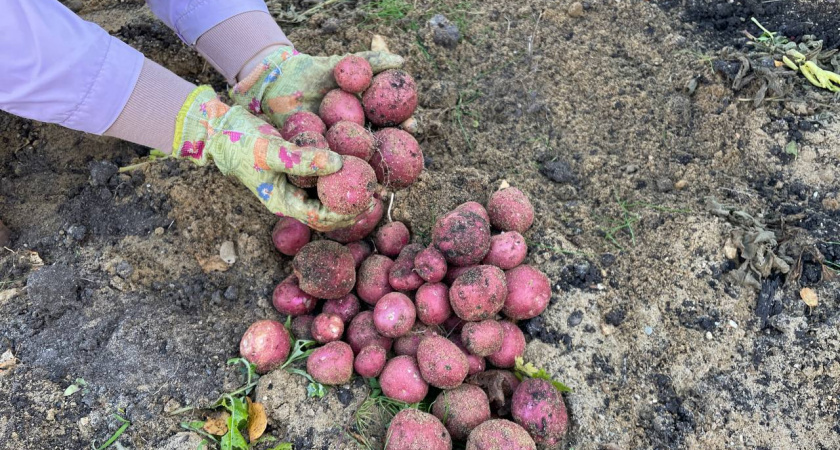    8 самых вкусных и урожайных сортов картофеля - посадил одно ведро, а собрал два мешка. Идеально как для пюре, так и для жарки и супов