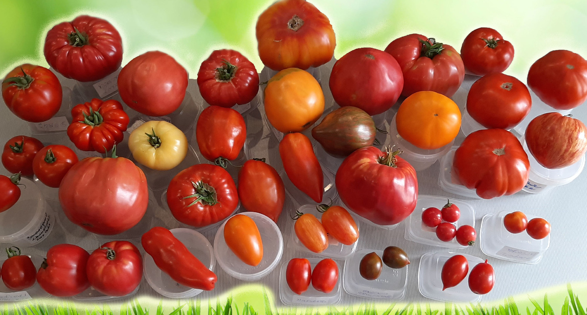 Разнообразие томатов