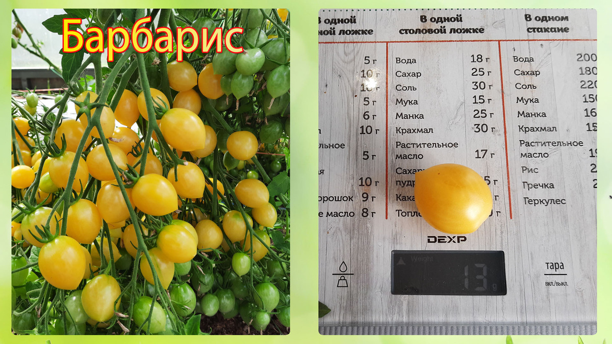 Проверенный сорт томатов - Барбарис