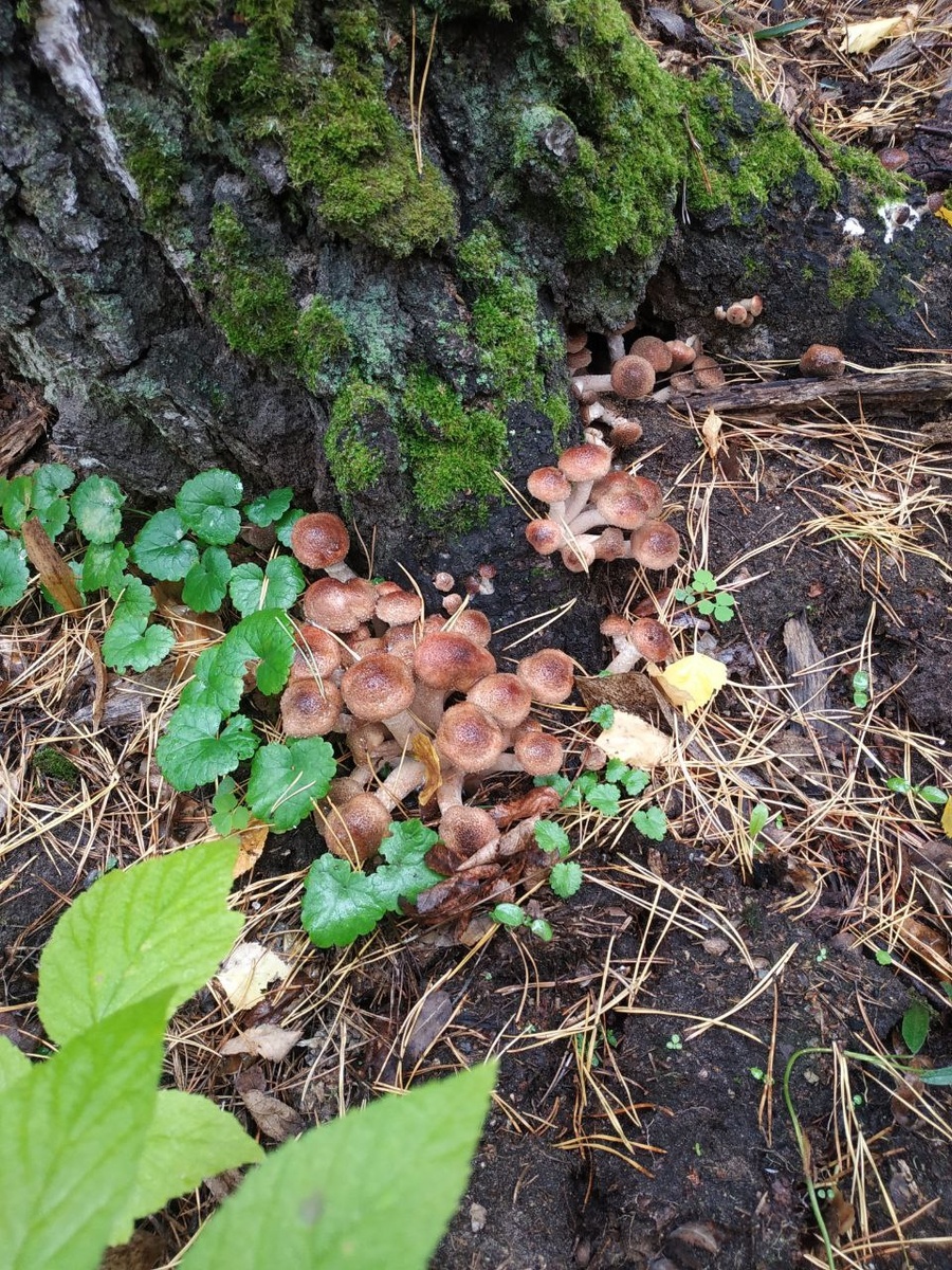    архив samaraonline24.ru