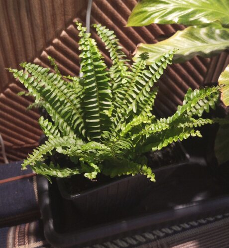 нефролепсис (покупка октябрь 2025)