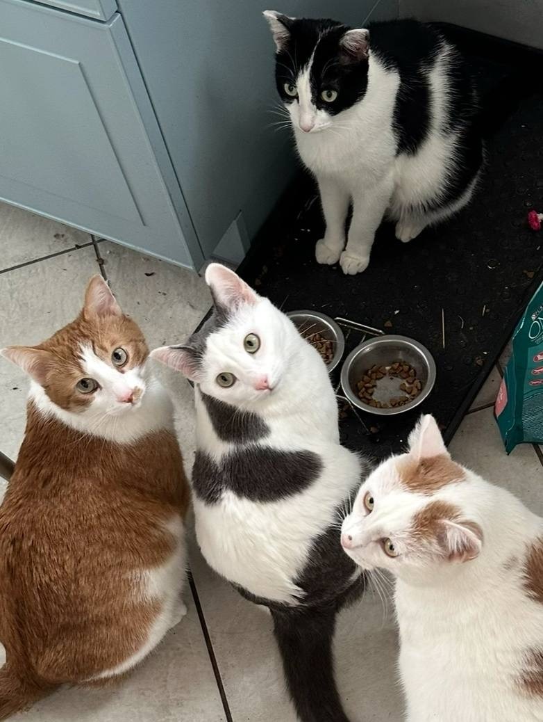 Ждут.. мисочки пустые