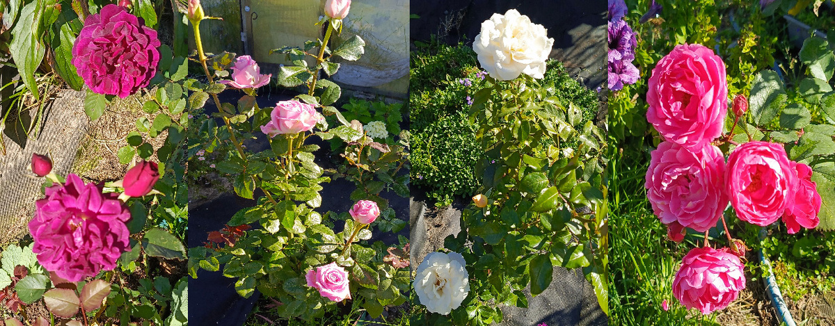 Розы первогодки. Фото из моего архива.