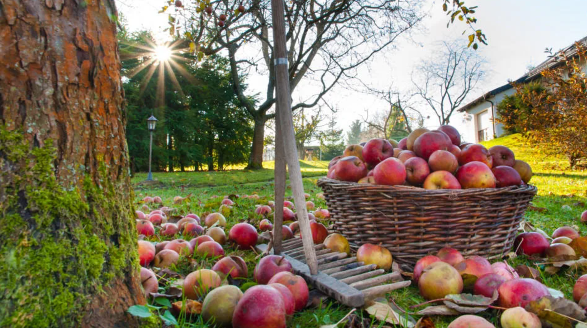 Фазы Луны в ноябре 2025. Для садовода и огородника