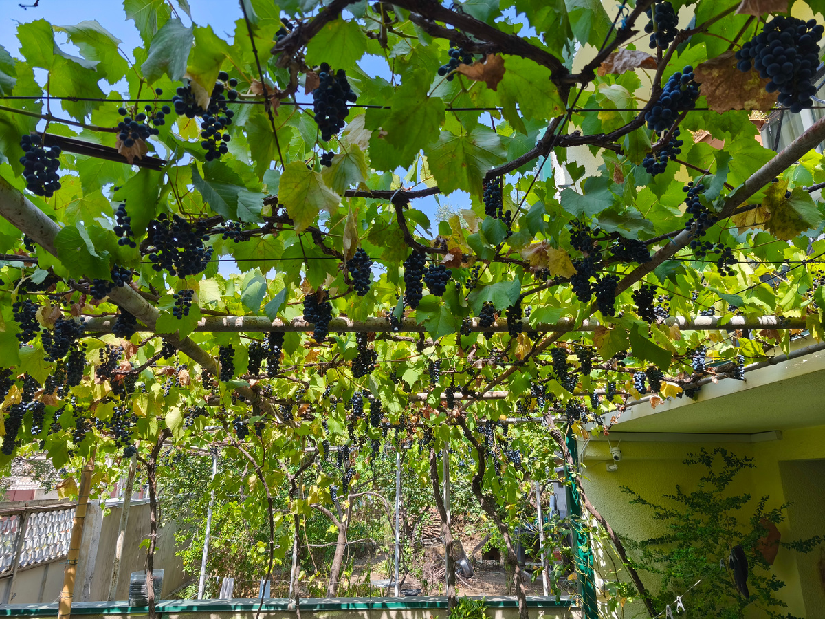 Внутренний дворик с виноградом.
