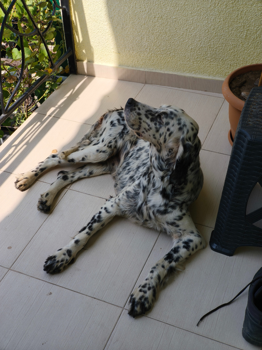 Собачку зовут Рада. Листайте галерею.