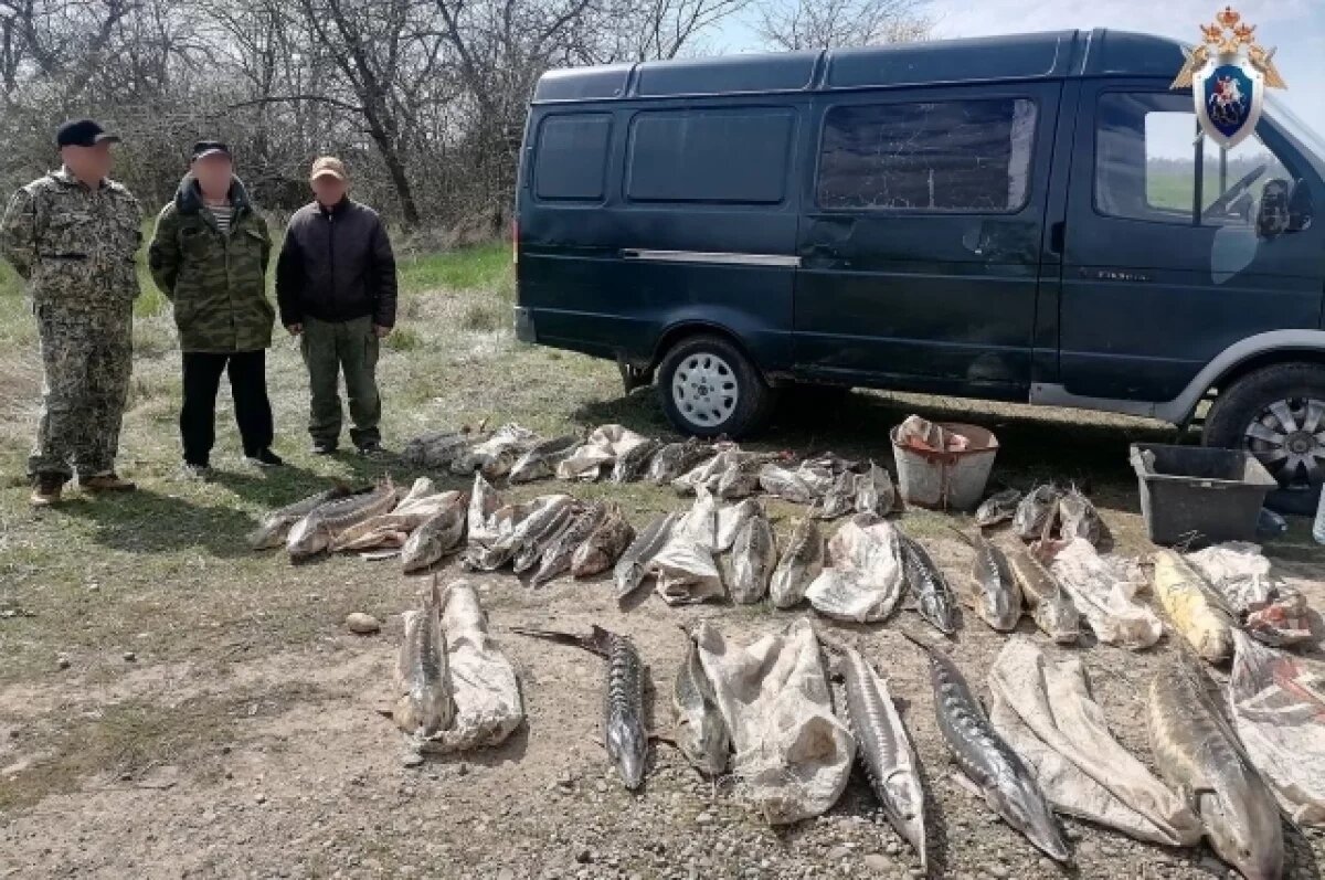    На Кубани осудят шестерых человек за ловлю особо ценных видов рыб на 7 млн