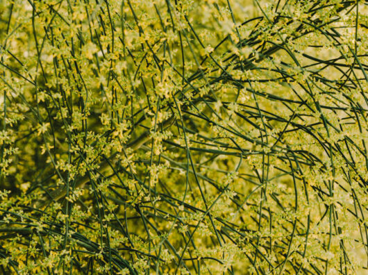    сорняк // фото: Изображение от Freepik на Freepik