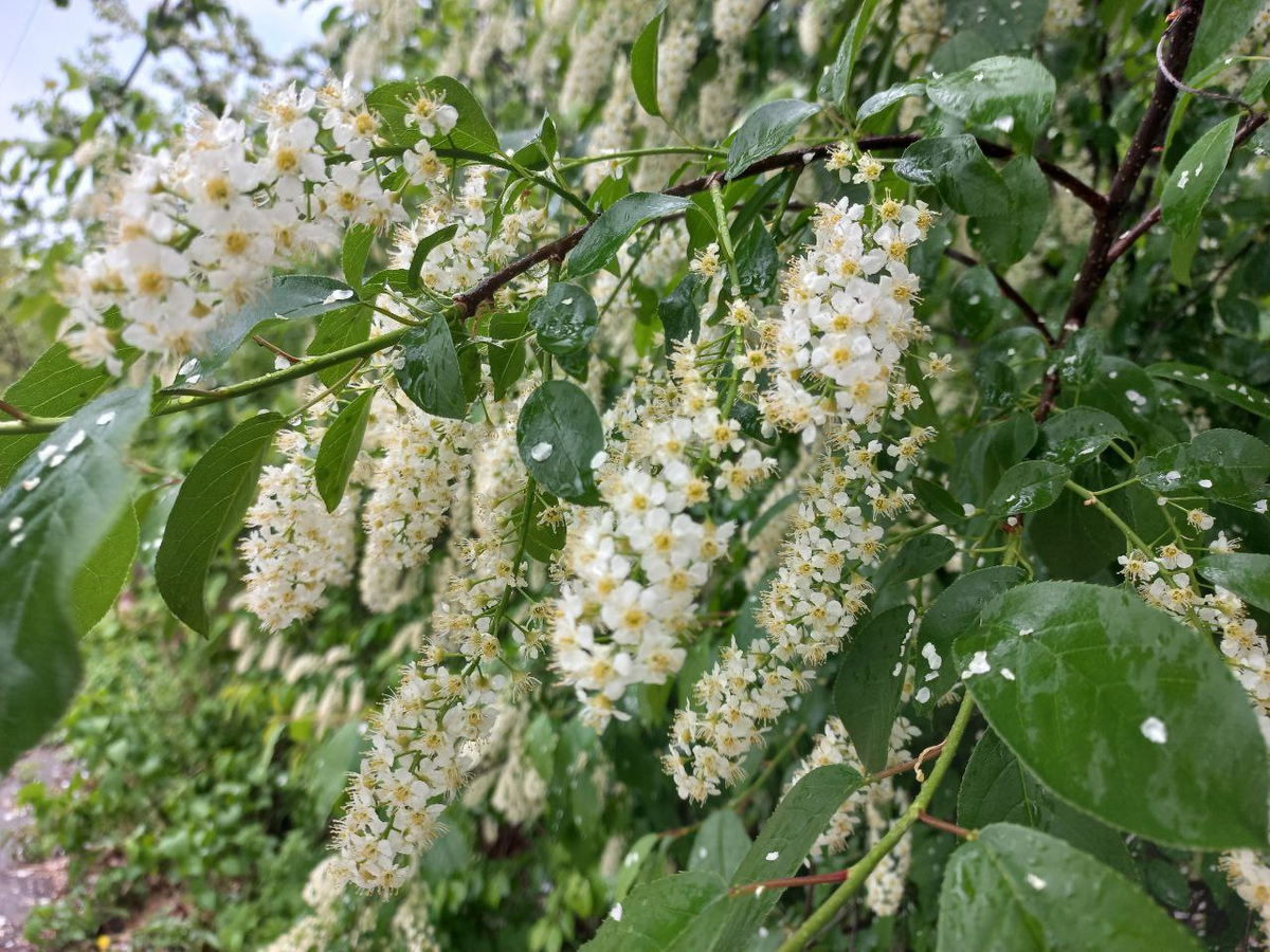 Фото автора.