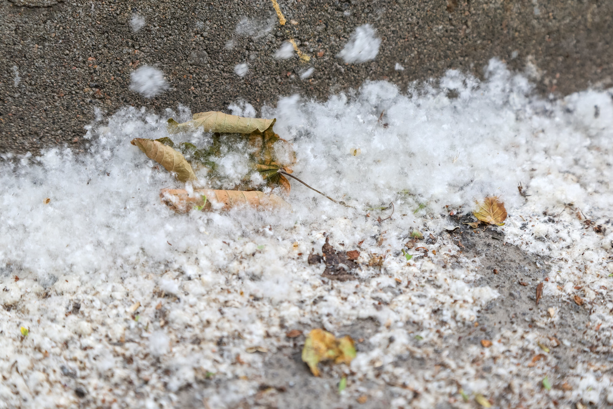 Фото: Олег Золото