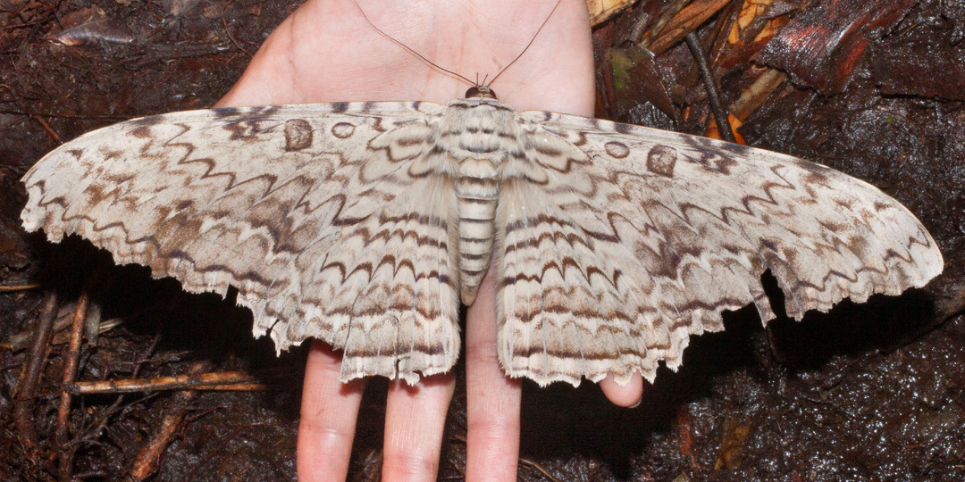 Слон в посудной лавке: гигантская Совка агриппина и её потерянная гусеница