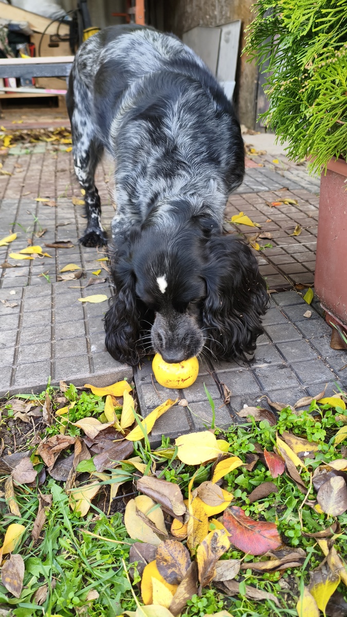 Боня с грушей