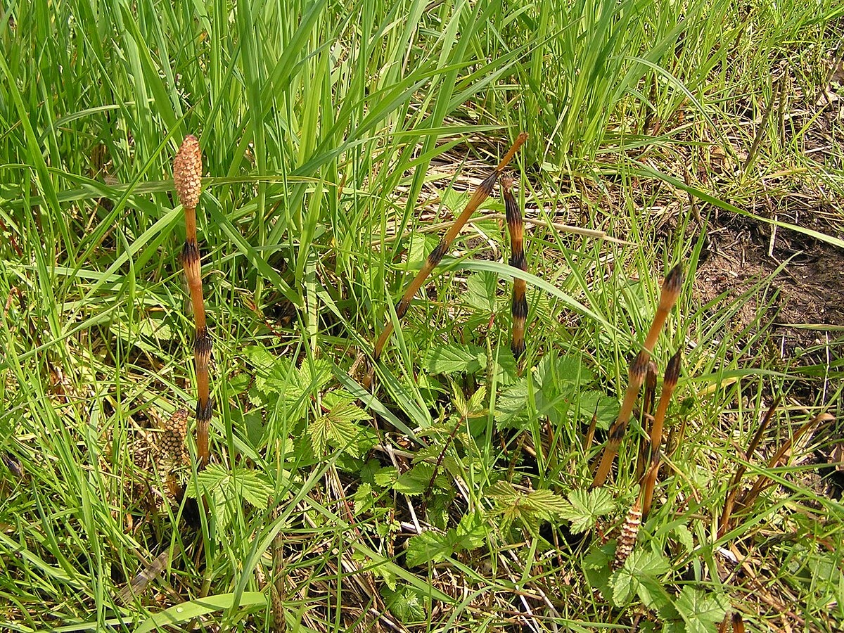 Хвощ полевой.