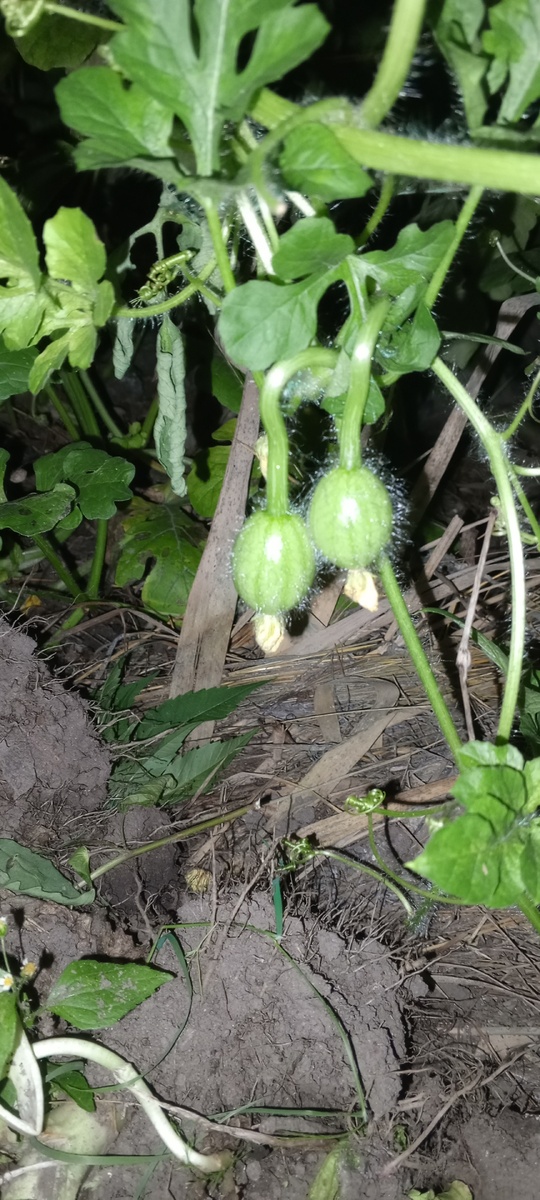 Начало. В таком виде я их обнаружила