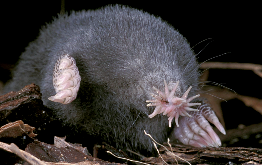 Лат. Condylura cristata. Источник фото: softhill.ru