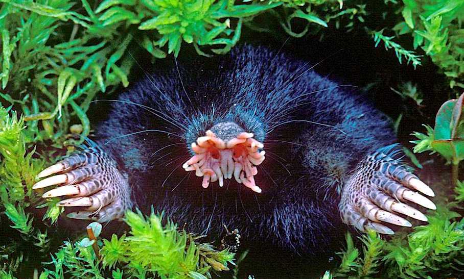 Снимок: pinterest.com