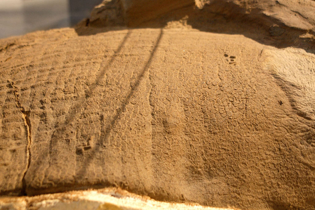 Отпечатки кожи эдмонтозавра "Дакота"