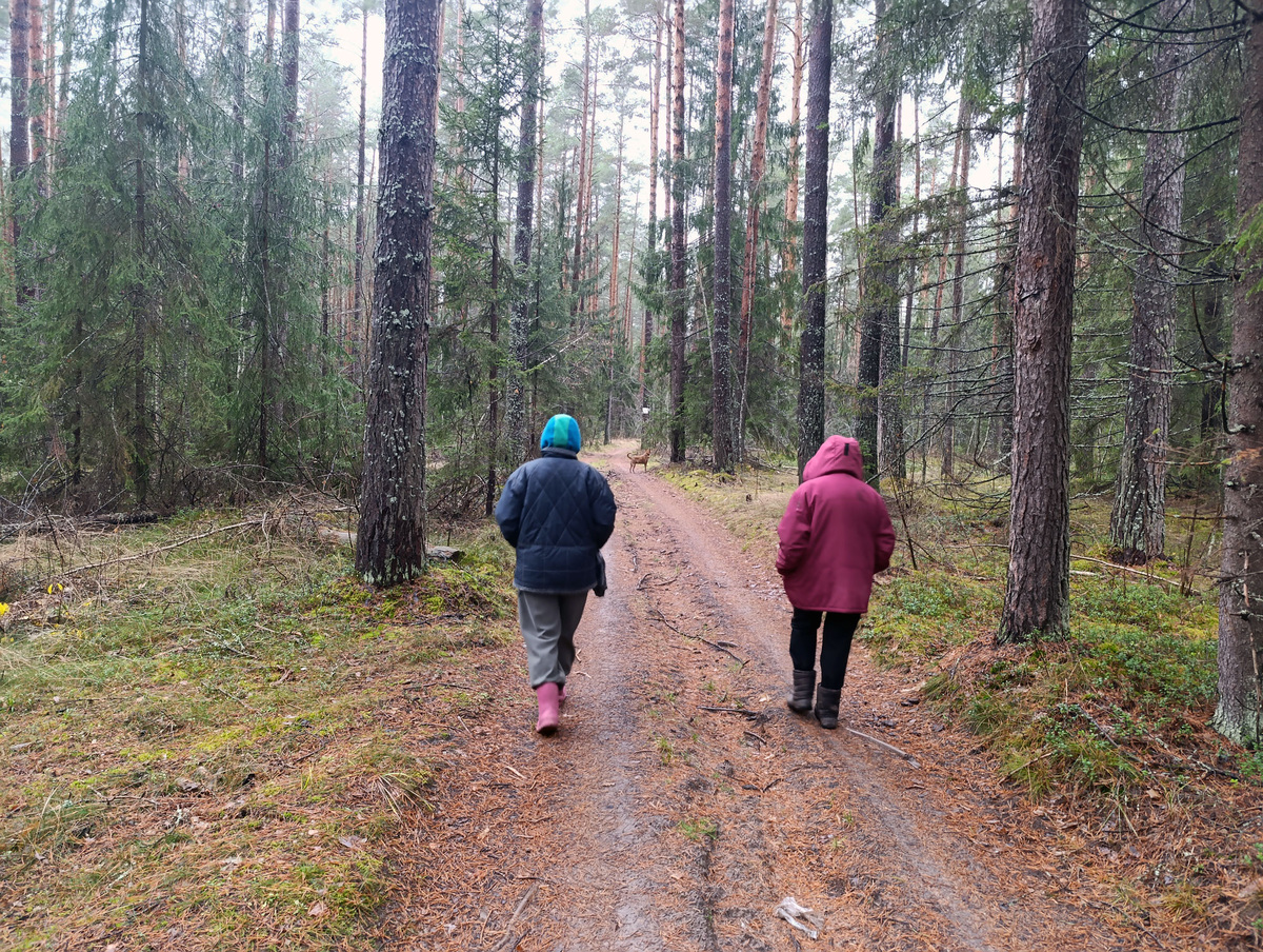 Моя жена, соседка и Дина на лесной дороге