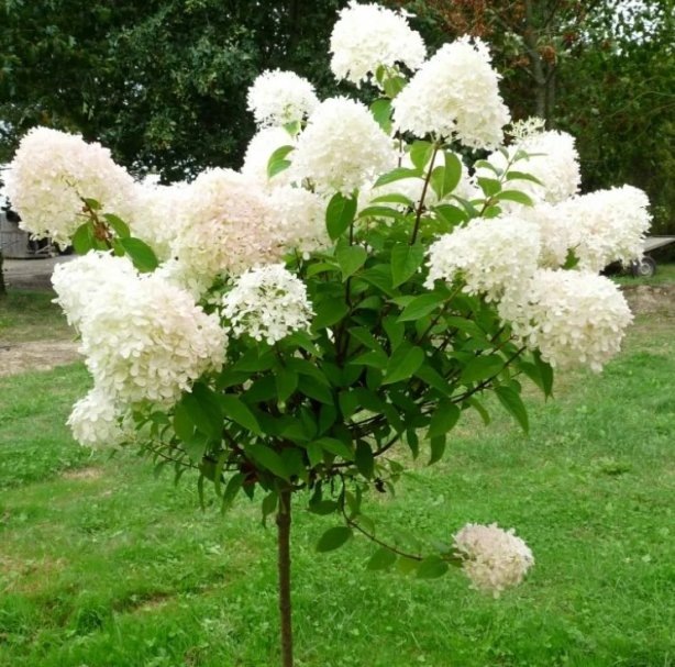 Фото: гортензия Роял Фловер на штамбе