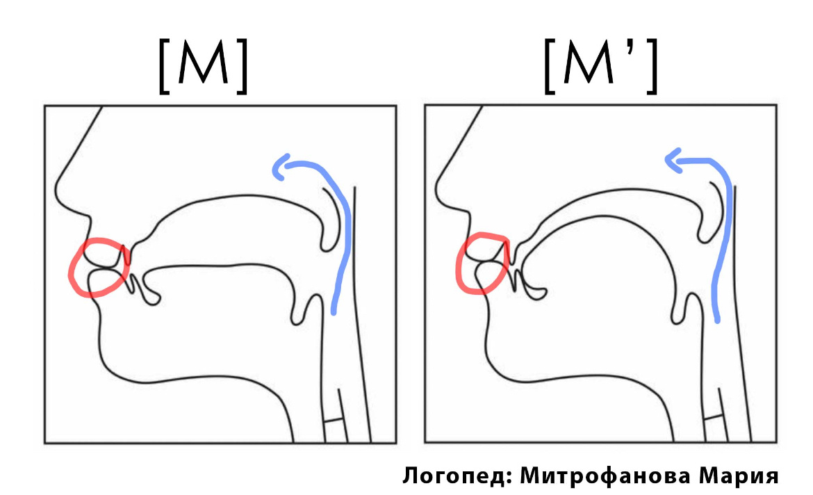 Особенности артикуляции твердого и мягкого звука «М». Изображение автора статьи