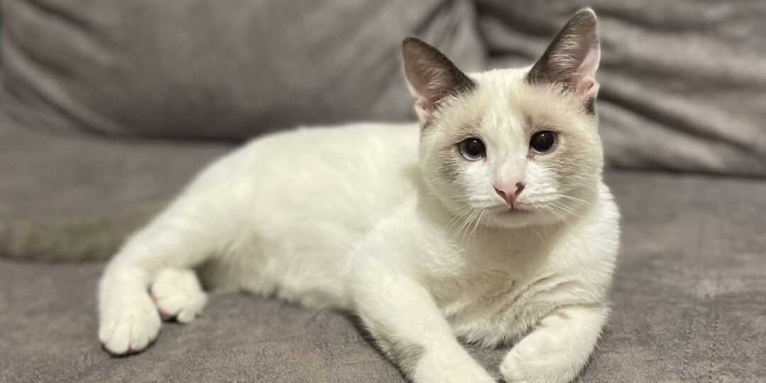 Породистый котенок с особенными глазками ищет дом! Москва, МО