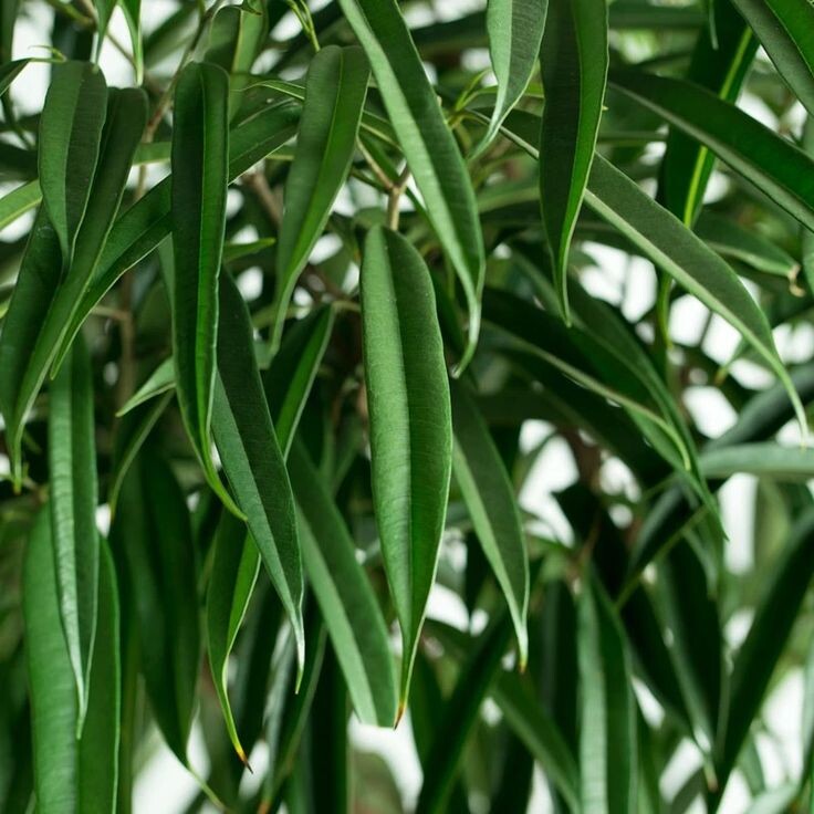 Фикус Али. Фото из свободного доступа в сети интернет.