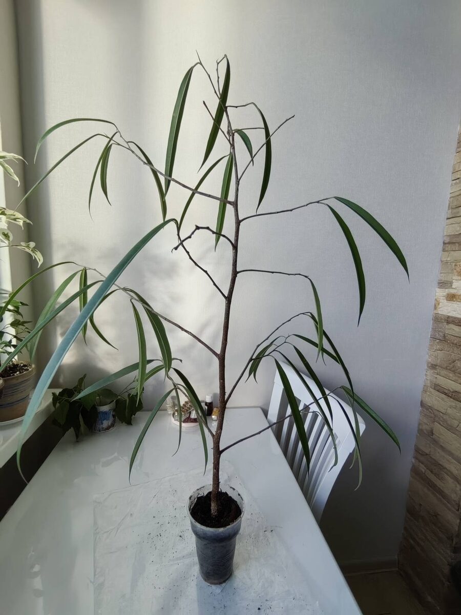 Вот таким я принесла домой новый фикус. Фото автора.