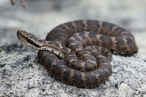 Обыкновенный щитомордник. Фото из интернета