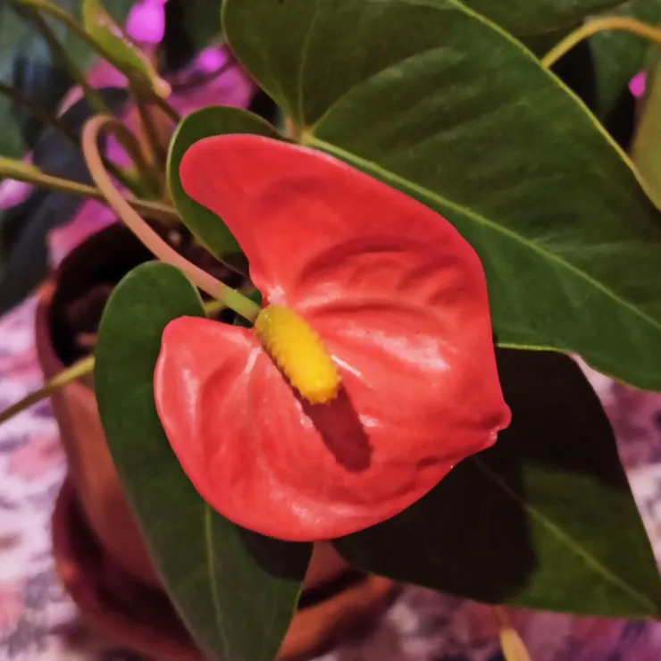 Антуриум Андре, сорт «солара»