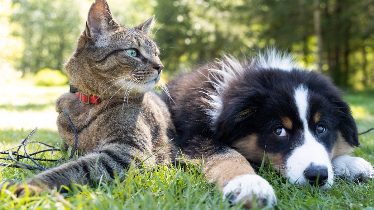    Онлайн-сервис «Моспитомец» автоматически связан с ветеринарными клиниками, так что новый хозяин сразу имеет доступ ко всей истории болезней питомца