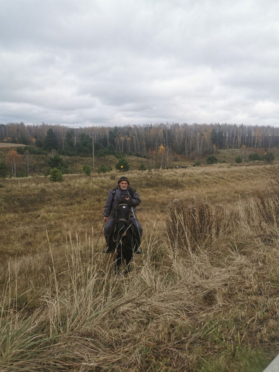 пастух овец