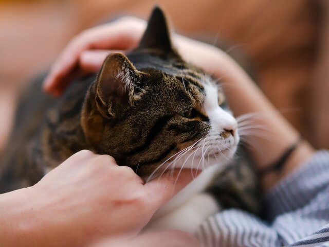    Фото: 123RF.com/satkob