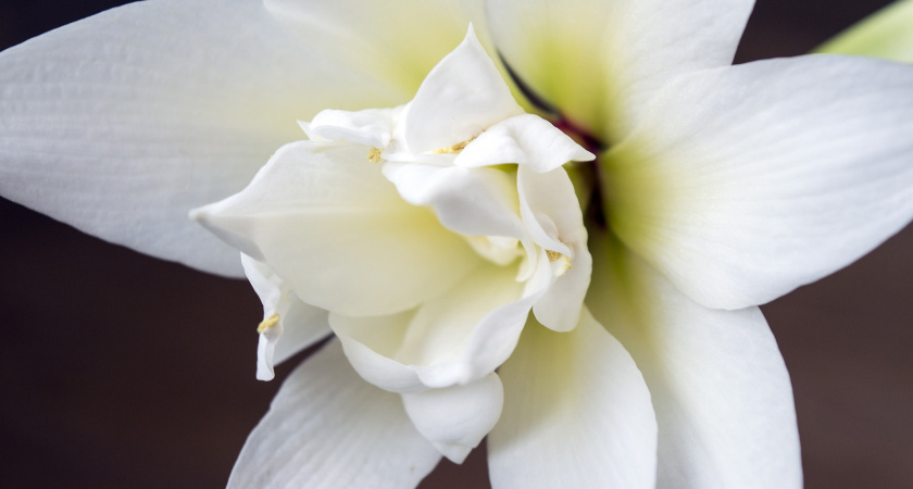    Гиппеаструм будет цвести регулярно, если каждый раз повторять простой алгоритм. Очень предсказуемое растение...